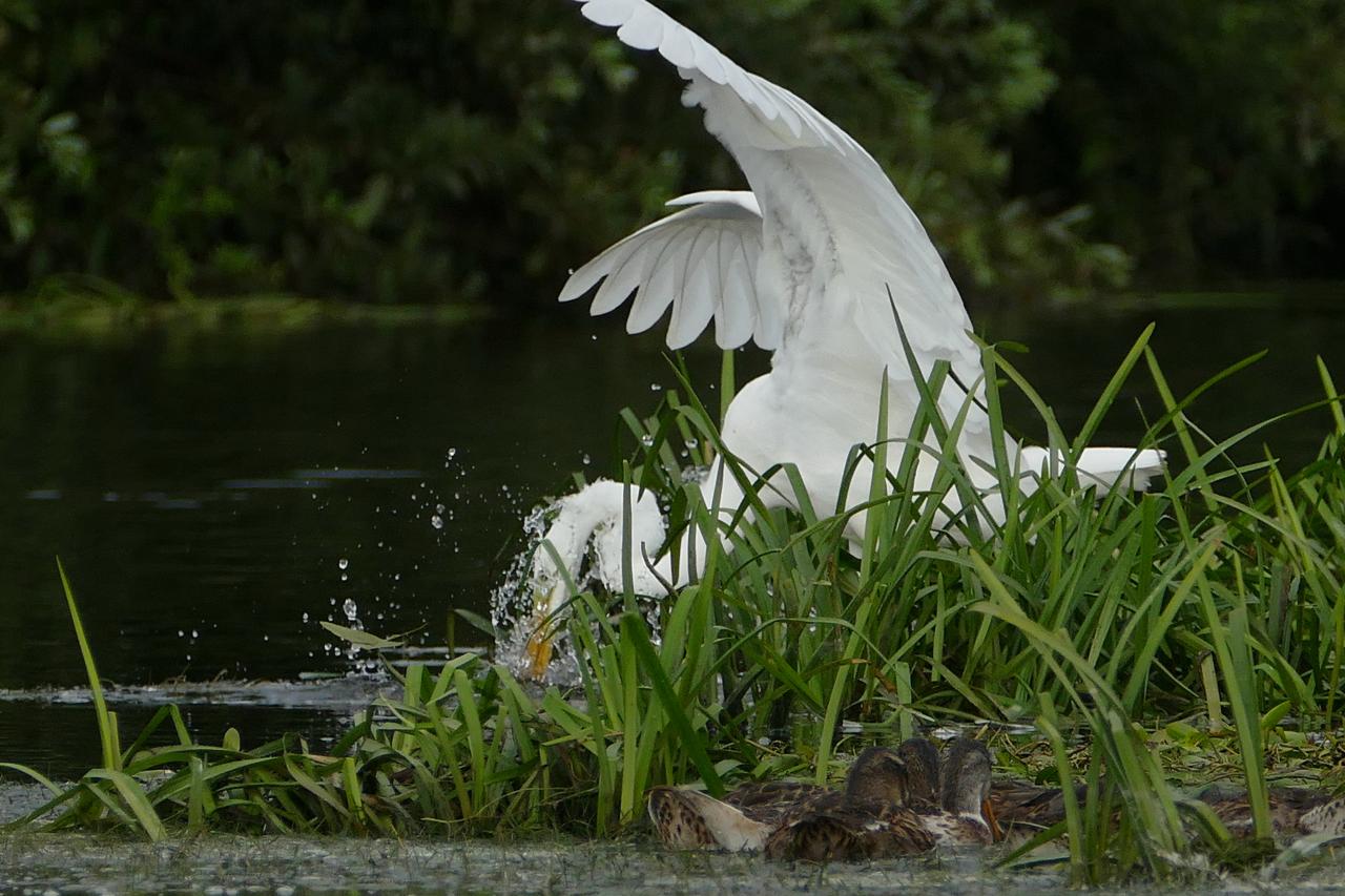 20140802_1048bis